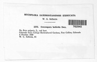 Cercospora beticola image